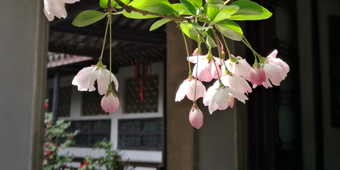 垂丝海棠